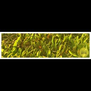 Meet your Posher, Gifty